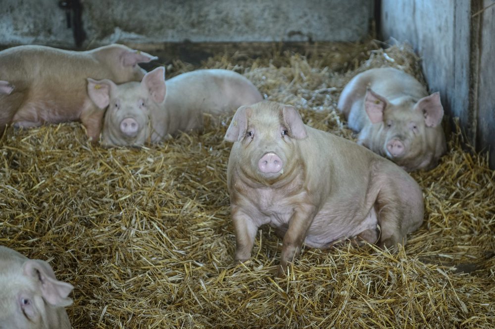 Inwestycje odtwarzające potencjał produkcji rolnej – nowy nabór